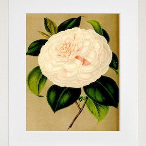 Botanical Flowers Print Illustration Art