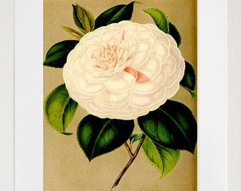 Fleurs Imprimer vintage Home Decor Art Illustration