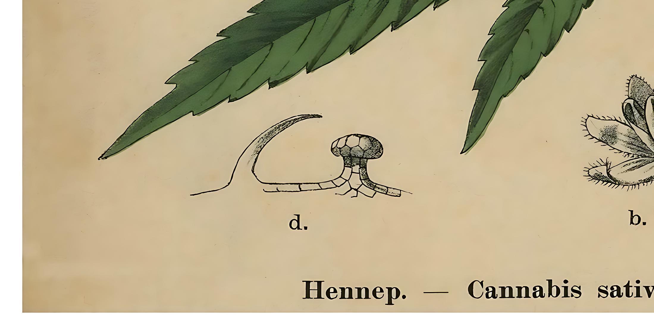 3154】FAP 植物 アートポスター 3154】FAP 植物 アートポスター 3154