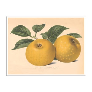 May include: Two yellow apples with brown stems and leaves. The apples are on a branch with green leaves. The text "APPEL CHEVALIER EDMOND RANWEZ." is below the apples.