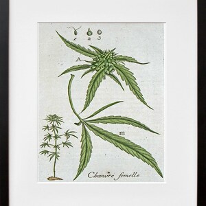 Marijuana Art Botanical Print Hemp Leaf