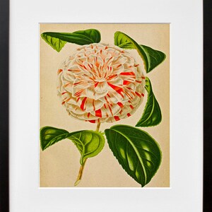 Cameliaprint bloemenposter botanische kunst illustratie
