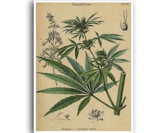 マリファナ ポスター 大麻 アート 雑草 プリント 麻 植物 壁飾り 植物