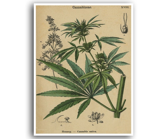 Cannabis Sativa Marijuana Hemp Posters 12 Print Set Botanical Art Print