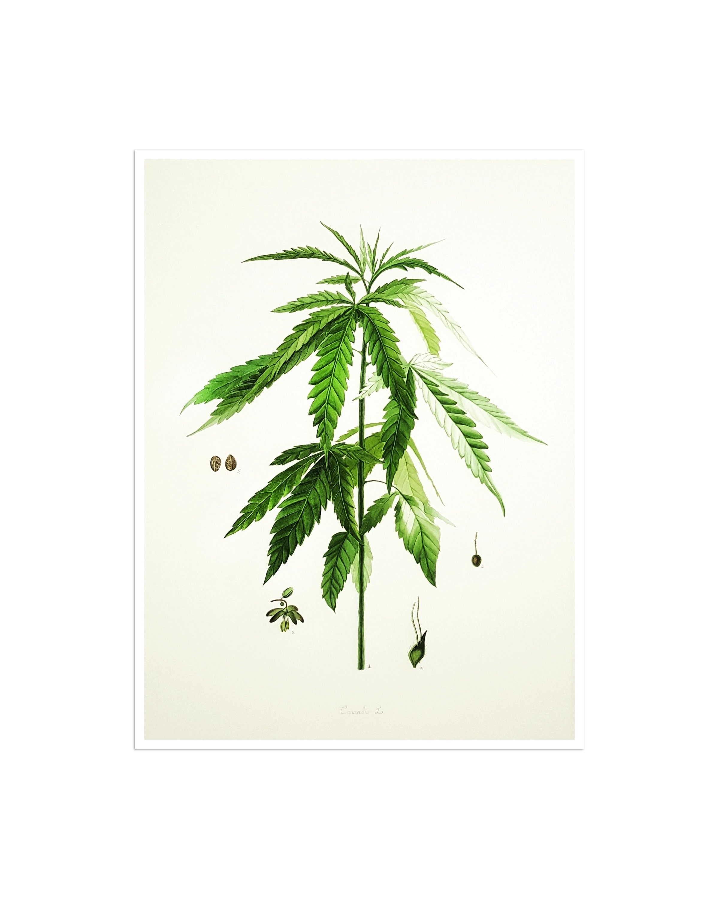 油絵 麻 大麻 マリファナ バッヅ  marijuana 値下げ 大麻アート マリファナプリント 麻植物ポスター 雑草サイン 植物 36