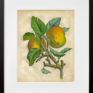 Fruit Art Apples Botanical Print 1800s Illustration