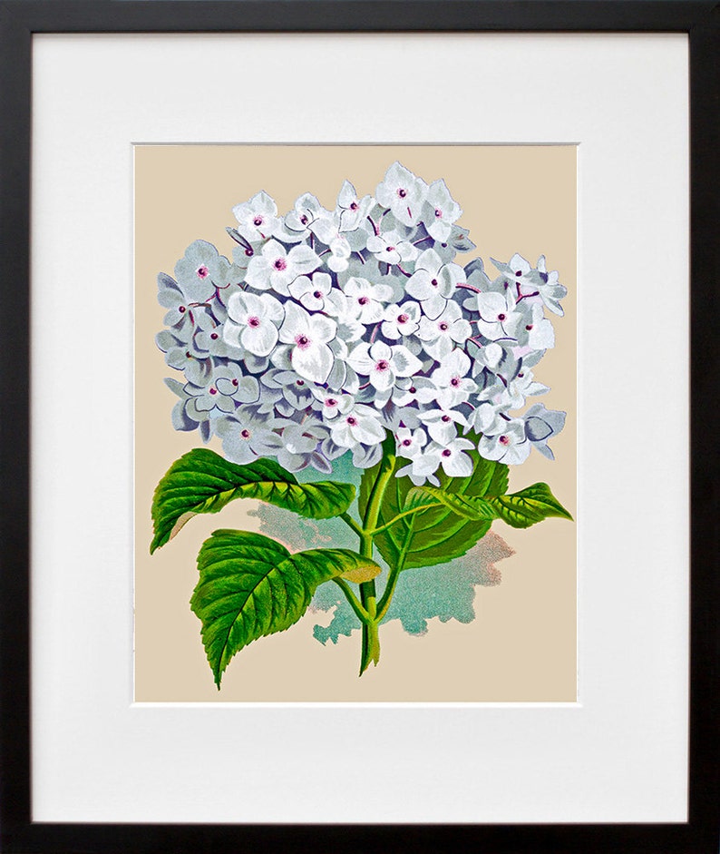 Hydrangea Botanical Print Flowers Art Botany Poster Illustration Etsy