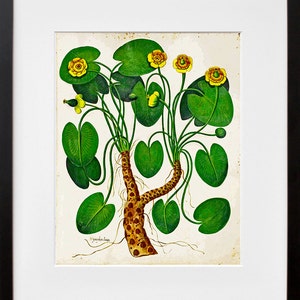 Botanical Art Vintage Plant Print Art Illustration