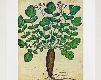 Parsnips Print Vintage Botanical Art Illustration