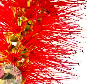 Plant Life Photography | Callistemon Bottlebrush | Digital Download