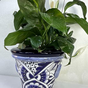 Könnte beinhalten: Topfpflanze mit Friedenslilie, großen, dunkelgrünen Blättern und weißen Blüten. Die Pflanze steht in einem blau-weiß bemalten Keramiktopf mit floralem Muster. Der Topf hat eine glänzende Oberfläche.