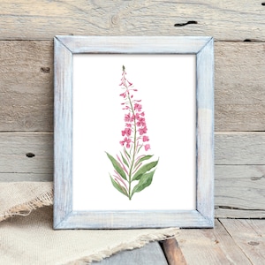 Fireweed Alaska Flower Watercolor Print 8x10