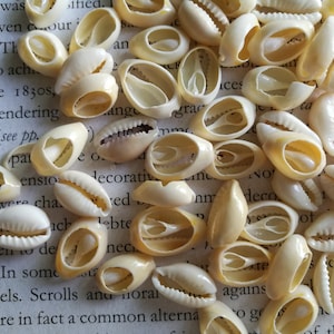 30 stuks van kaurischelpen, 12-15mm cut cowri kralen, slice cowry, ambachtelijke shell, shell supplies.