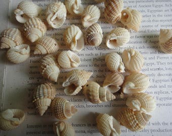 10 pieces of craft Shells, drilled sea shell beads, shell supplies, shell size about 18-28mm, hole size about 1.2mm.