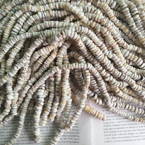 Puka shell, 8mm natural tiger puka shell beads, 16&quot; strand long.