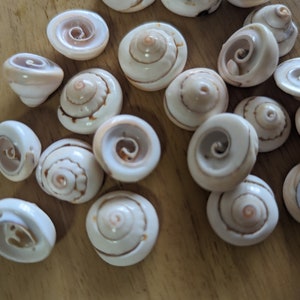 May include: A collection of small, white seashells with brown swirls. The shells are arranged on a wooden surface.