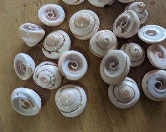 Puka shell, cut puka shell beads, Eye of Shiva Shell, 18mm, 15 beads