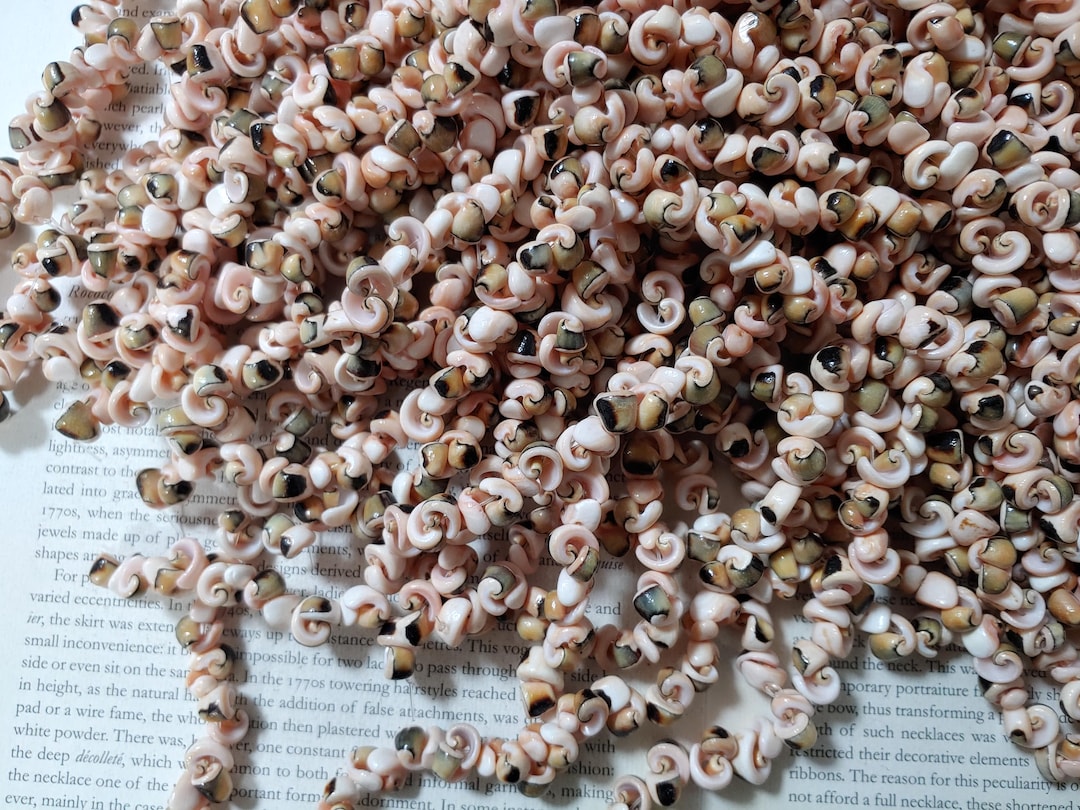 Nature Paired Snail Puka Craft Shell, Natural Sea Shell Beads, Original ...