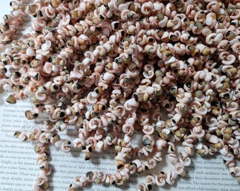 Nature paired snail Puka craft shell, natural sea shell beads, original color, 6-10mm, 15.5 inch