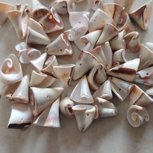 May include: A collection of small, white, and brown seashells with a spiral shape. The shells have a smooth, glossy finish and are perfect for crafting or decorating.