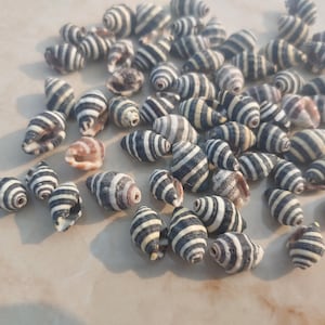 Può includere: Una collezione di piccole conchiglie a strisce nei toni del nero, bianco e beige. Le conchiglie sono di forma ovale e presentano un motivo a spirale. Sono sparse su una superficie chiara.