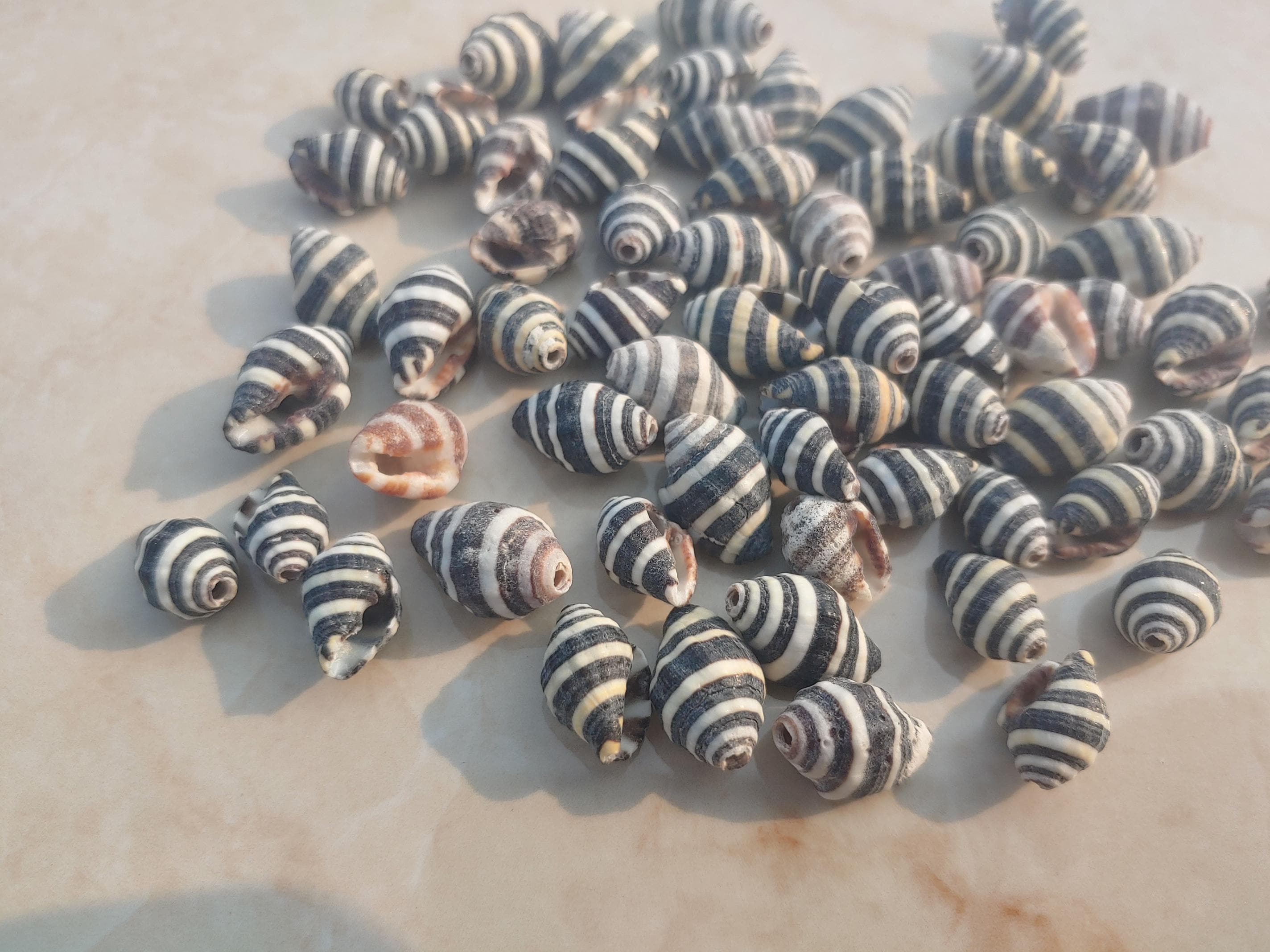 Black White Stripe Craft Shells, Drilled Sea Shell Beads, Shell ...