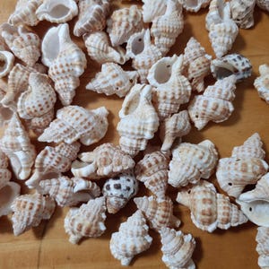 Könnte beinhalten: Eine Sammlung von weißen und braunen Muscheln mit komplizierten Mustern und Texturen. Die Muscheln sind in einem zufälligen Muster auf einer Holzoberfläche angeordnet.