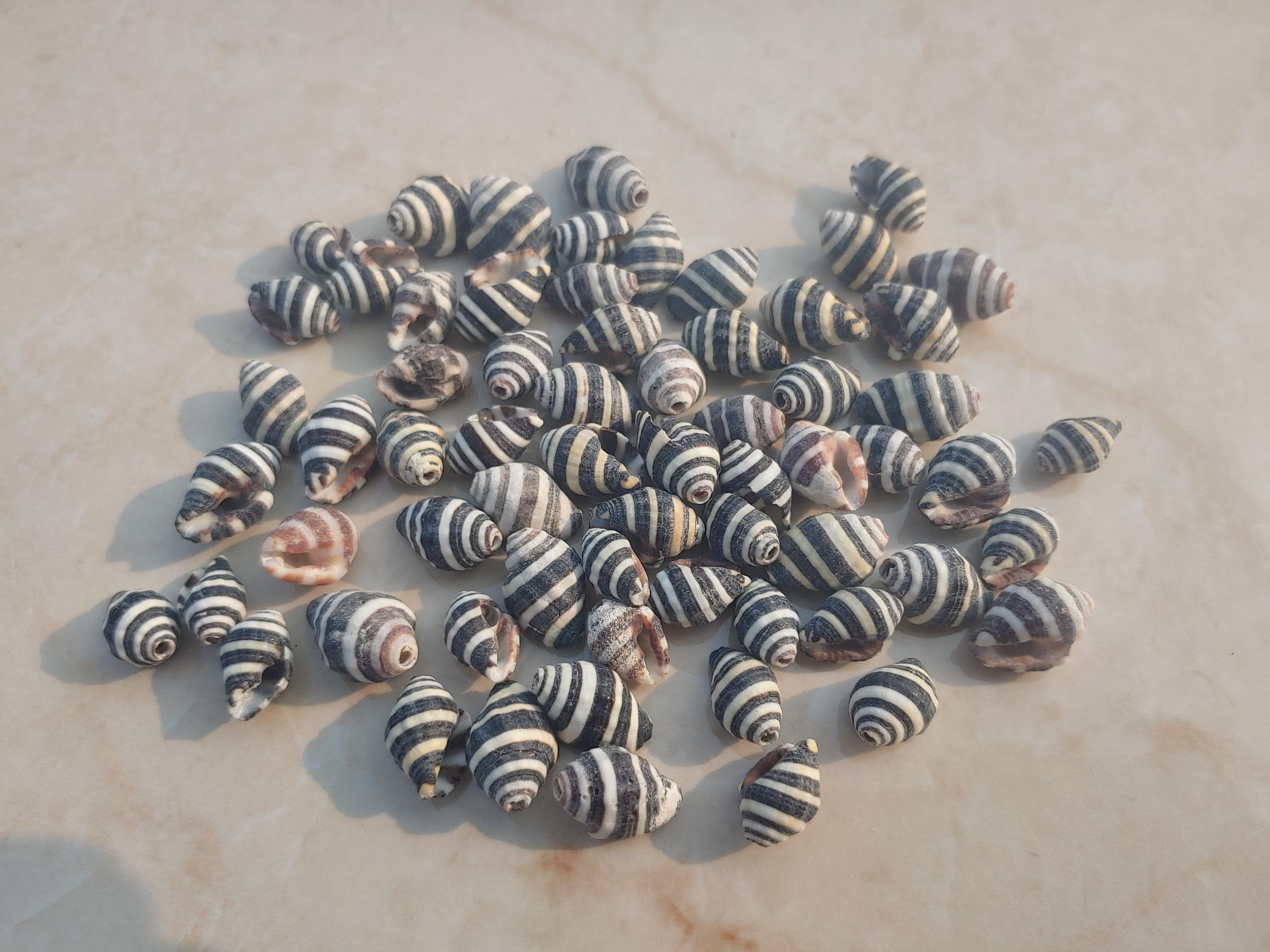 Striped Silver Shell Black White Stripe Craft Shells, Drilled Sea Shell Beads, Shell ...