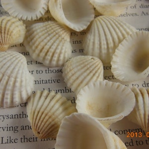 May include: A collection of white and cream-colored seashells of various shapes and sizes. The shells are arranged on a page of a book with text.