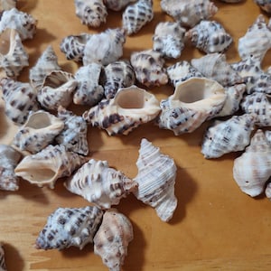 Puede incluir: Una colección de conchas marinas de varios tamaños y patrones, con una mezcla de colores blancos, marrones y grises. Las conchas están dispuestas sobre una superficie de madera.