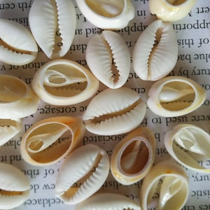 May include: A collection of white cowrie shells with a natural brown interior. The shells are arranged on a page of a book with text.