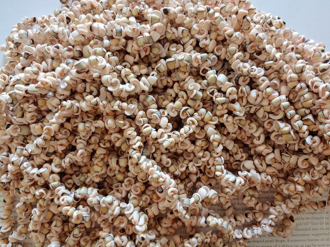 Rarely Found Nature Paired Snail Puka Craft Shell, Natural Sea Shell ...