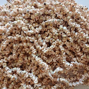May include: A close-up shot of a collection of small, cream-coloured spiral shells. The shells are densely packed, forming a textured surface. They have a natural, organic look, with slight colour and shape variations. The overall effect is a dense, decorative arrangement.