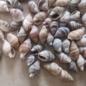 May include: A collection of various seashells, showcasing a range of shapes and sizes. The shells display a palette of natural colors, including cream, brown, and tan, with striped and spiral patterns. The arrangement suggests a beach or coastal theme.