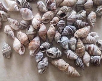 Nature drilled sea shell beads, shell supplies, shell size about 15-25mm, hole size about 1.2mm.