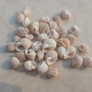 May include: A collection of small, white seashells with brown and pink markings. The shells are arranged in a pile on a light beige surface.