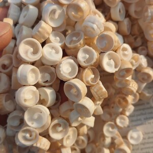 Puede incluir: Primer plano de una colección de pequeñas conchas marinas de color crema. Las conchas tienen forma de espiral y están agrupadas. Las conchas son de un color blanco roto natural, con una textura suave.