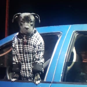 Op de afbeelding: Een zwarte hond draagt een zwart-wit geruit jack met rits en een hoge kraag. De hond bevindt zich in het open raam van een blauw voertuig. Het jack is voorzien van een ritssluiting aan de voorzijde en lange mouwen die de voorpoten bedekken.