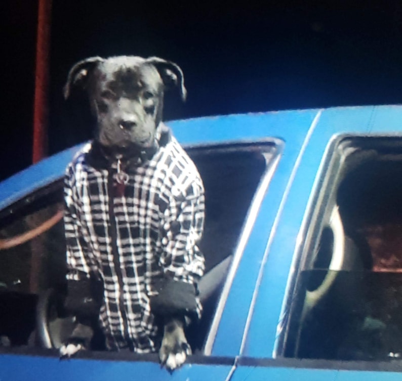 Op de afbeelding: Een zwarte hond draagt een zwart-wit geruit jack met rits en een hoge kraag. De hond bevindt zich in het open raam van een blauw voertuig. Het jack is voorzien van een ritssluiting aan de voorzijde en lange mouwen die de voorpoten bedekken.