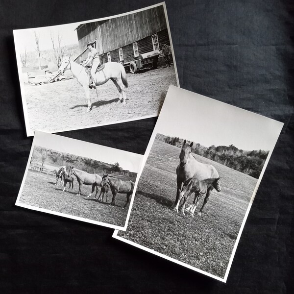 Three vintage 1960s black and white horse photos photographs upstate New York state