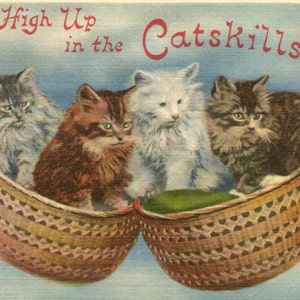 Gatti antichi d'epoca in cestino Catskills NY cartolina digitale download stampabile immagine istantanea clip art