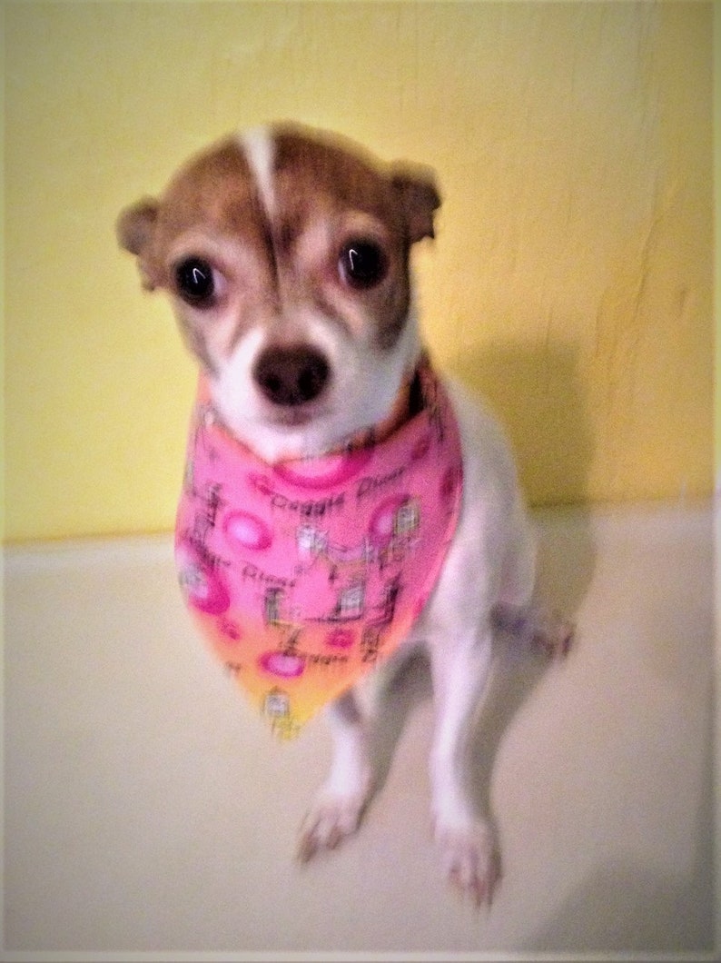 Pet Scarves
