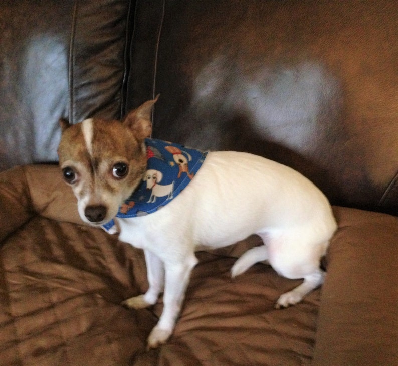 Pet Scarves