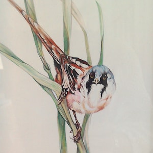 Könnte beinhalten: Ein Aquarellbild eines kleinen Vogels mit blauem Kopf, schwarzen Augen und weißen und braunen Federn, der auf einem grünen Grashalm sitzt. Das Bild ist unten rechts mit "Anne McDougall" signiert.