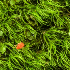 Red Mite In Green Field