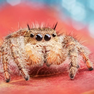 Jumping Spider Portrait