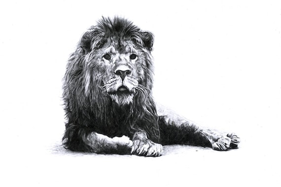 Vieux Grincheuse Lion Dessin Realiste Crayon Sur Papier Etsy Vieux Grincheuse Lion Dessin Realiste Crayon Sur Papier Etsy