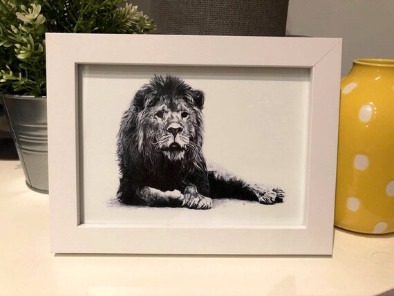 Vieux Grincheuse Lion Dessin Réaliste Crayon Sur Papier Impressions De Haute Qualité Dessiné Par Jake Eaton