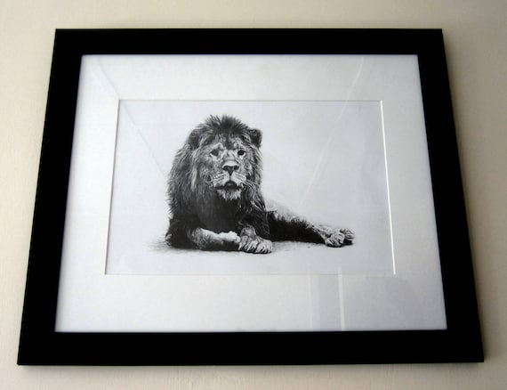 Vieux Grincheuse Lion Dessin Réaliste Crayon Sur Papier Impressions De Haute Qualité Dessiné Par Jake Eaton