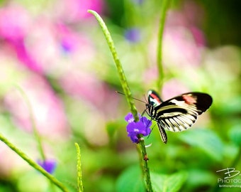 Nature Photography Print, Landscape Photo, Nature Wall Art, Green Gold Purple, Butterfly Photograph, Outdoor Picture